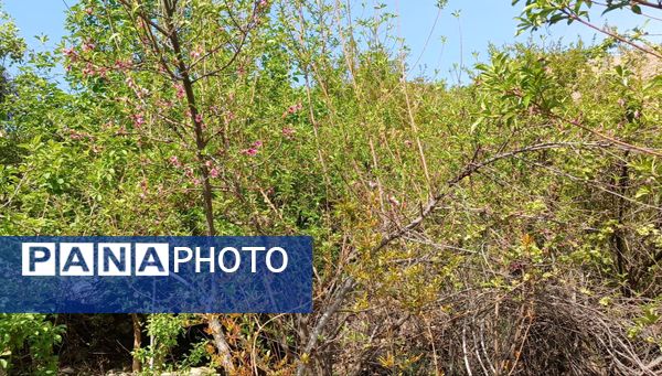 طبیعت روستای بارز، طبیعتی زیبا در دل استان چهارمحال‌وبختیاری 