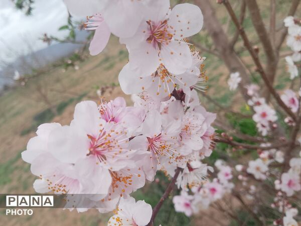 بازگشت بهار؛ آواز دوباره‌ی زندگی
