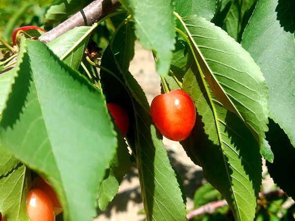 میوه‌های خوش‌رنگ و لعاب بهاری در روستای مارکده