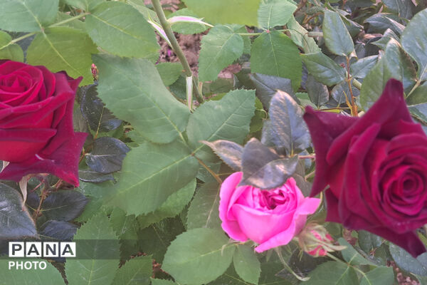 گل‌های زیبای بهاری