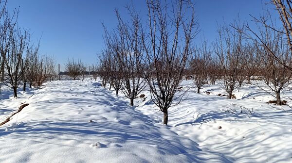 منظره زیبای برف پاییزی در باغات شهرستان نیشابور 