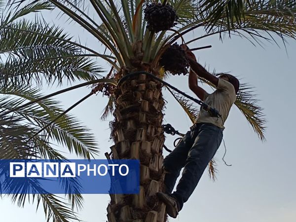 برداشت خرما در شهر رویدر 