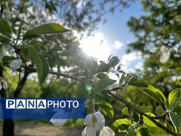 طبیعت هم با آمدن بهار زیبا شد 