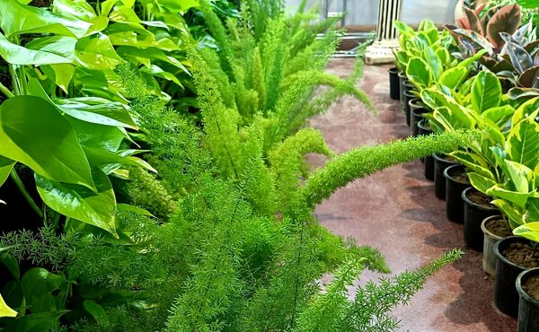 یازدهمین نمایشگاه گل و گیاه، صنایع دستی و سوغات اقوام ایرانی در اصفهان