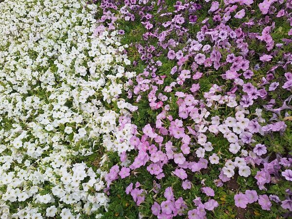 حال و هوای جشنواره  لاله‌های کرج 