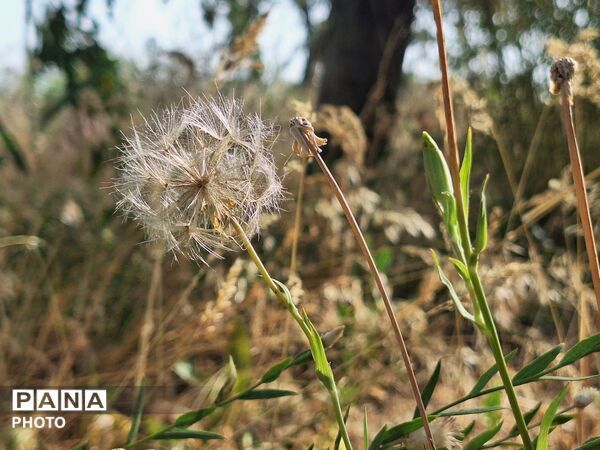 وقتی طبیعت، حرف می‌زند