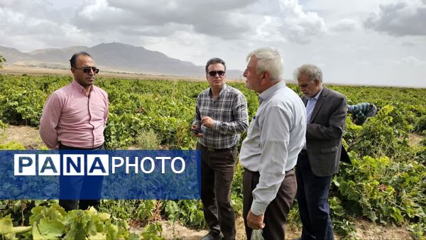 کیل گیری محصولات کشاورزی در شهرستان فاروج