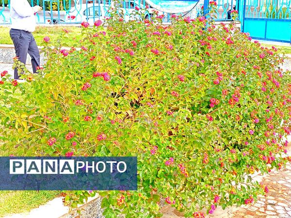 کاشمر در برگریزان پاییز