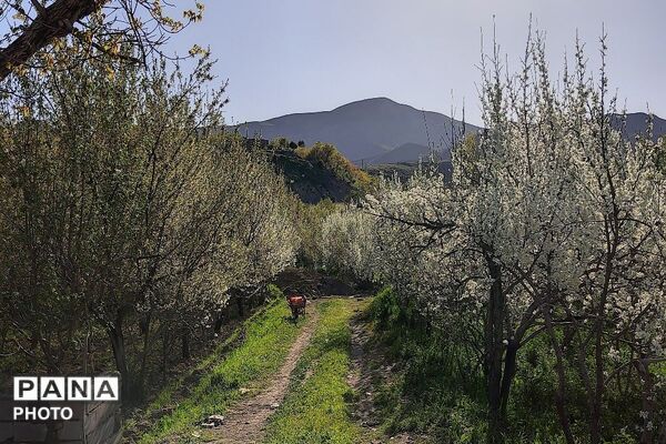 آلبوم تصویری از طبیعت زیبای شهر بار در اردیبهشت‌ماه  ۱۴۰۵ -1