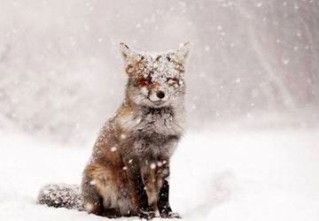 سفیدپوشِ بی‌رحم؛ وقتی برف، حیوانات را به دل جاده‌ها می‌کشاند