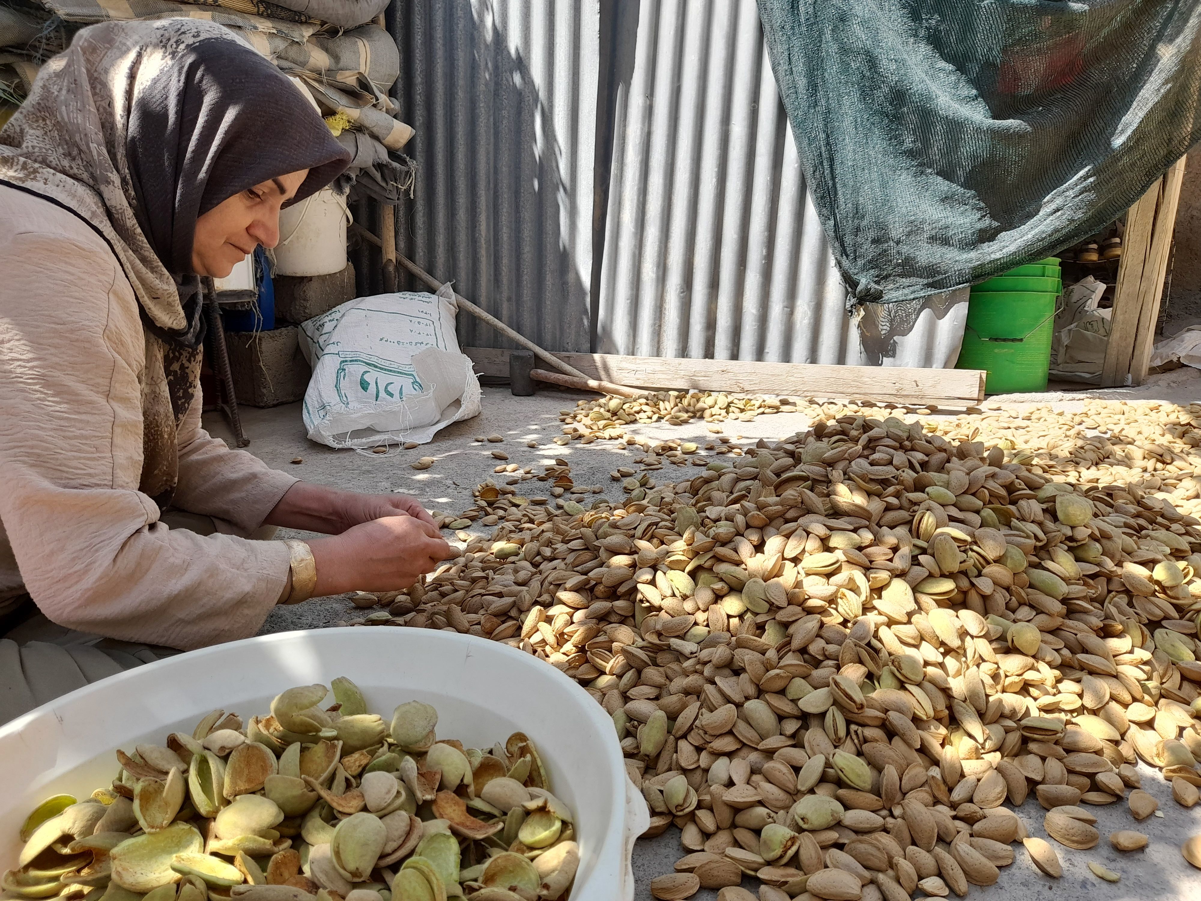 مارکده، سرزمین طلایی بادام و گردو؛ گنجینه‌ای از طعم و سنت در دل سامان