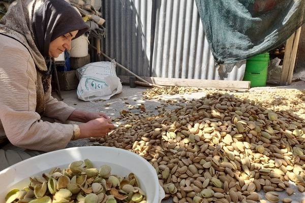 مارکده، سرزمین طلایی بادام و گردو؛ گنجینه‌ای از طعم و سنت در دل سامان