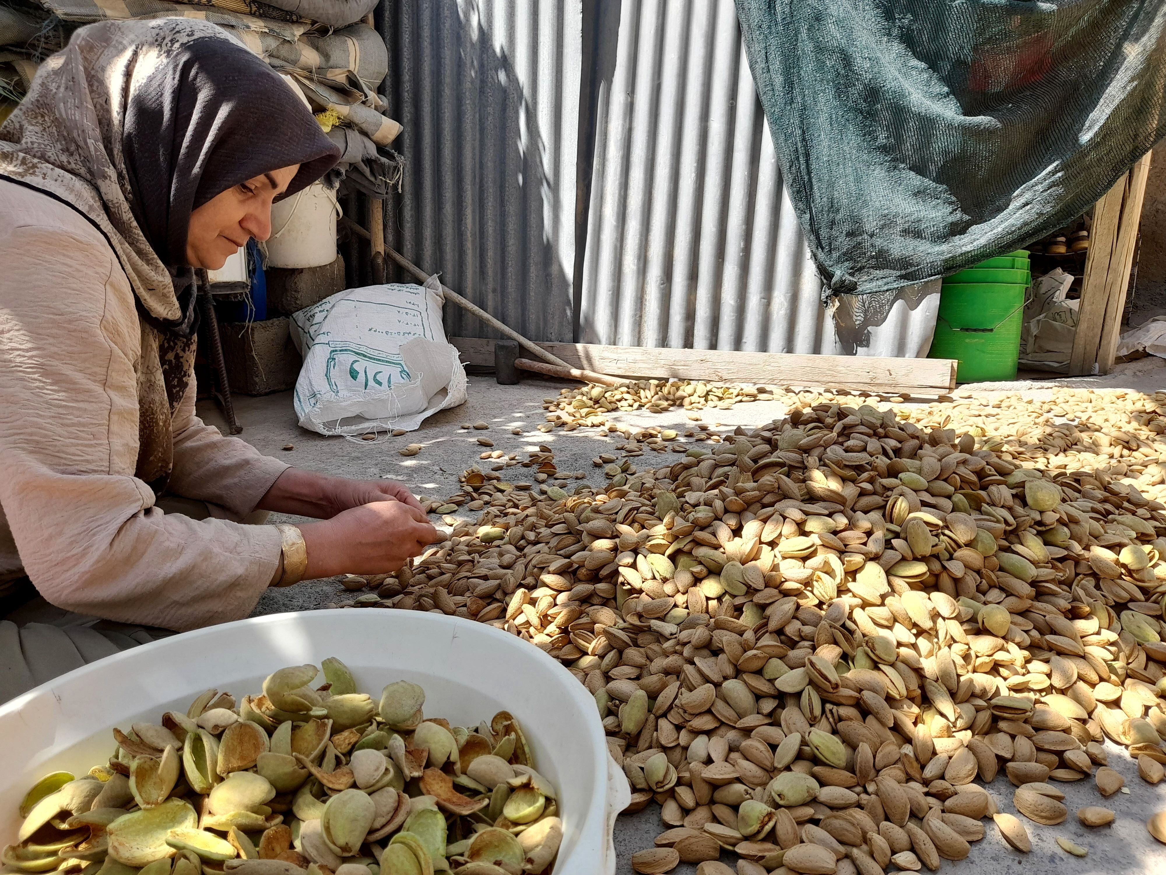 مارکده، سرزمین طلایی بادام و گردو؛ گنجینه‌ای از طعم و سنت در دل سامان