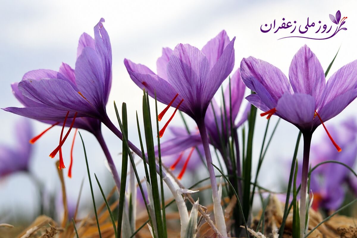 زعفران نماد پشتکار؛ امید و پیوند انسان به طبیعت