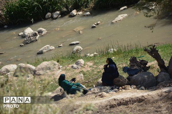 آغاز فصل تولکی در شالیزارهای روستای پلبریده