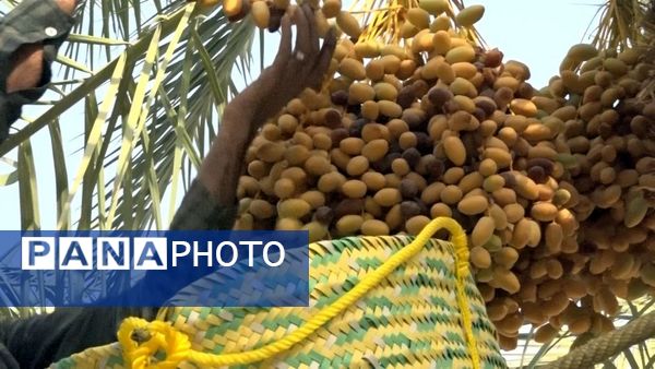 برداشت رطب از نخلستان‌های دالکی دشتستان 