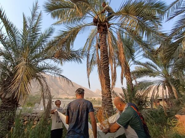 برداشت خرما در شهر رویدر 