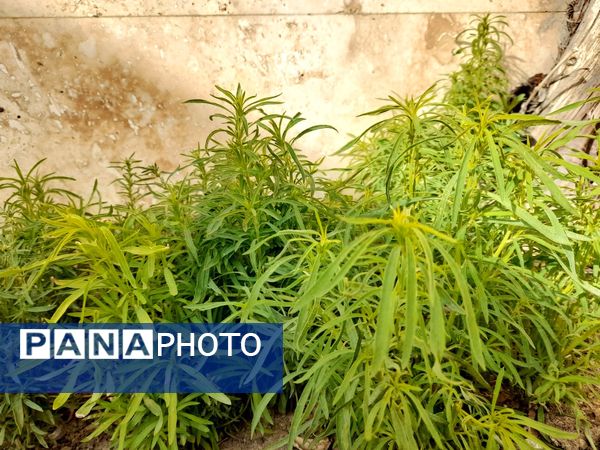 شکوفه‌های بهاری بر قامت درختان ‌