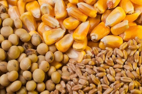 وضعیت مطلوب ذخایر کالاهای اساسی کشور/ نهاده‌های دامی تا پایان شهریورماه تامین است
