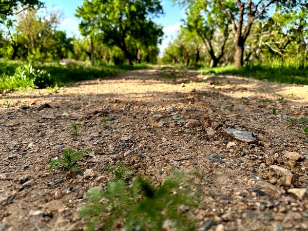 طبیعت هم با آمدن بهار زیبا شد 