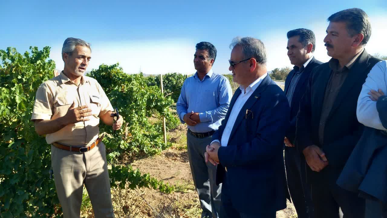 تحقیقات و پژوهش کلید توسعه پایدار کشاورزی است