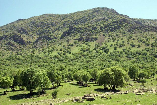 ۲ میلیون هکتار به طرح‌های مرتعداری کشور اضافه می‌شود