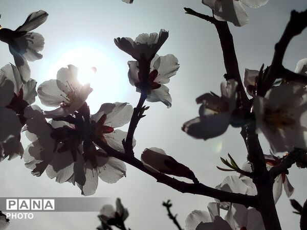 شکوفه‌های بهاری شهر بن، نویدبخش طراوت و زندگی دوباره