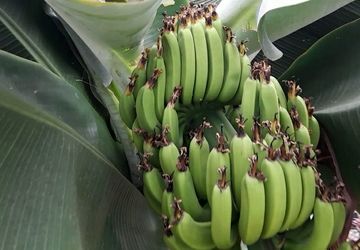 راه‌های پرورش موز گلخانه‌ای در دمای بالای زمستان و گرمای تابستان