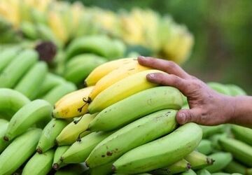 ۱۶ میلیارد تومان جریمه برای قاچاق ۹۳ هزار کیلو موز