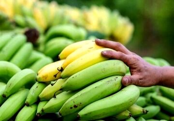 ۱۶ میلیارد تومان جریمه برای قاچاق ۹۳ هزار کیلو موز