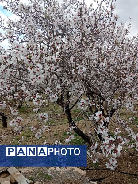شکوفه‌ها در فصل بهار