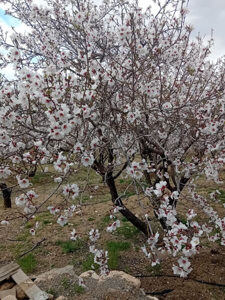 شکوفه‌ها در فصل بهار