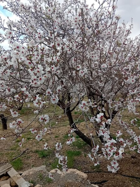 شکوفه‌ها در فصل بهار