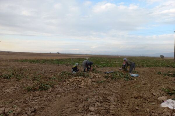 برداشت چغندرقند در روستای مفرنقا