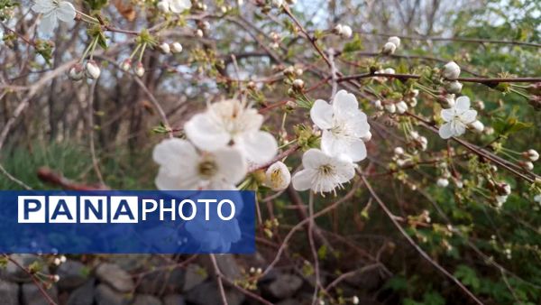 منظره زیبای بهاری در سربیشه