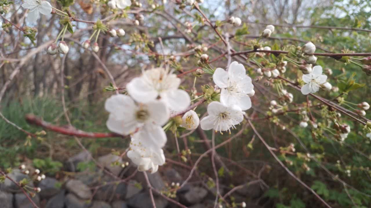 منظره زیبای بهاری در سربیشه