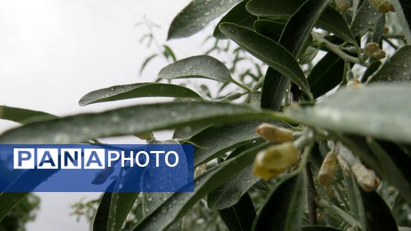 غافلگیری شهر بن از طرف آسمان