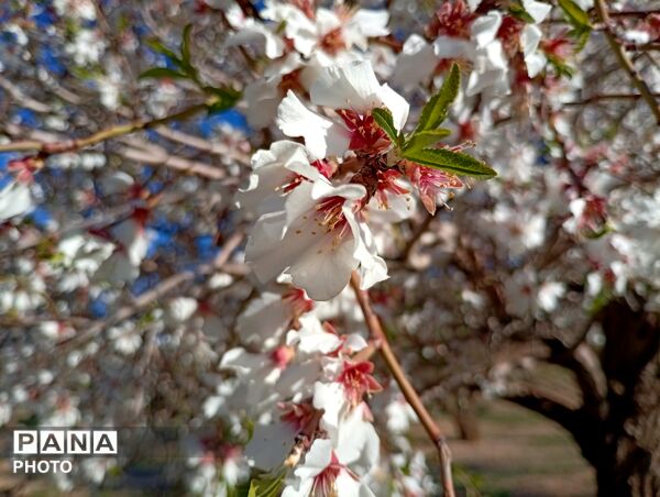 بهار با عطر شکوفه‌ها، دفتری از زندگی تازه می‌گشاید