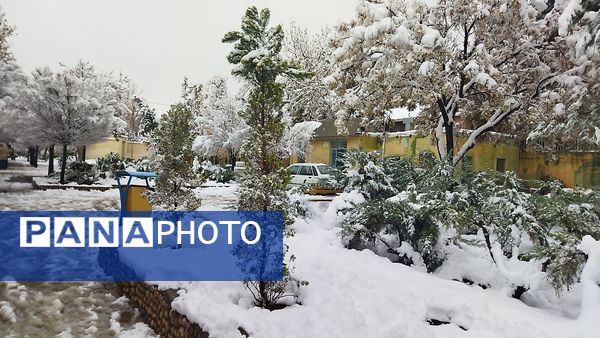 درختان طلایی ، سفید پوش شدند 