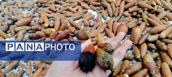 بارش برف در میانکوه 