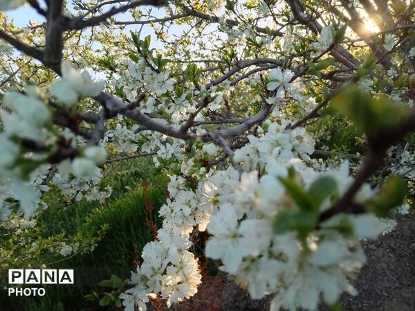 رویش شکوفه ها در روستای فرخ آباد
