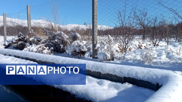 منظره زیبای برف پاییزی در باغات شهرستان نیشابور 