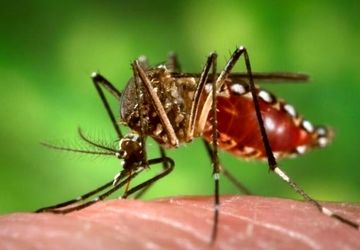 ابتلای سالانه ۴۰۰ میلیون نفر به تب دنگی