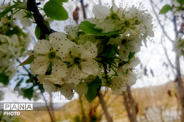 طبیعت روستای بیدله به هنگام بهار