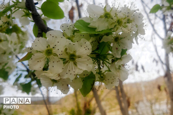 طبیعت روستای بیدله به هنگام بهار