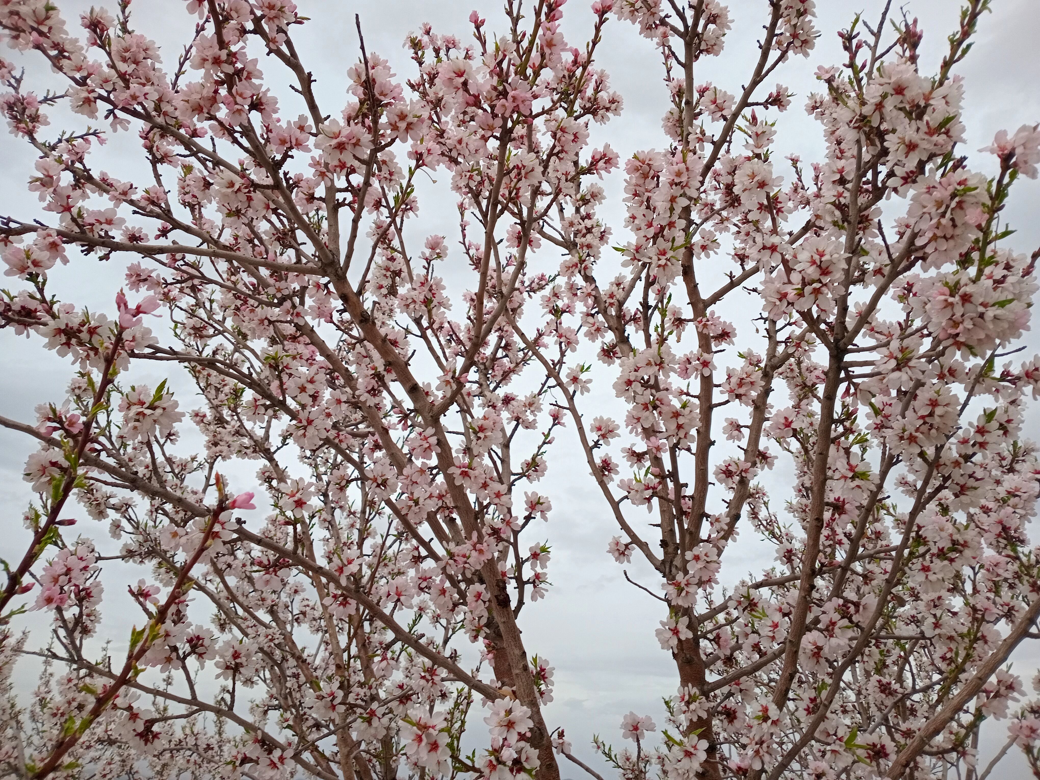 شکوفه‌ درختان، آمدن بهار را مژده می‌‌دهند