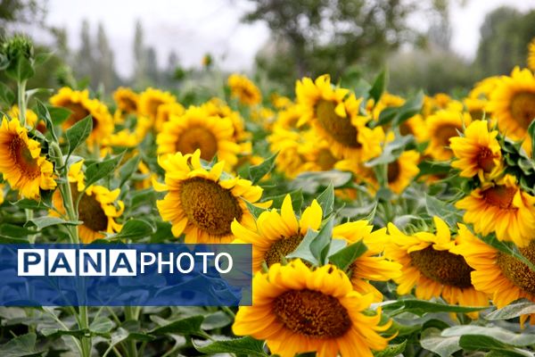 مزرعه آفتابگردان در سلماس