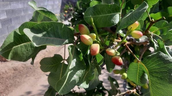 میوه‌های رنگارنگ در لردگان 