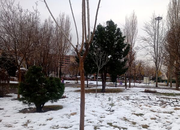 بارش برف در شهر زیبای مشهد 