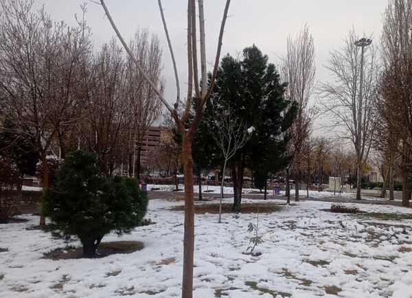 بارش برف در شهر زیبای مشهد 